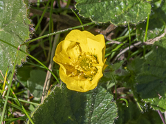 Geum montanum