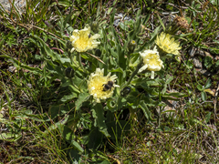 Schlagintweitia intybacea