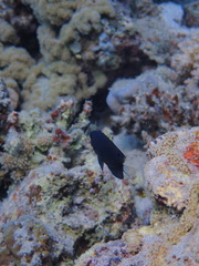 Pomacentrus trichrourus