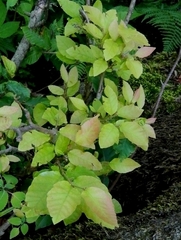 Fagus orientalis
