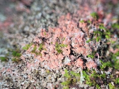 Marchandiomyces corallinus