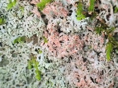 Marchandiomyces corallinus
