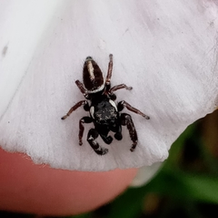 Dendryphantes mordax