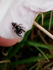 Dendryphantes mordax