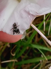 Dendryphantes mordax