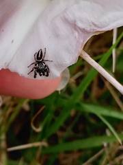 Dendryphantes mordax
