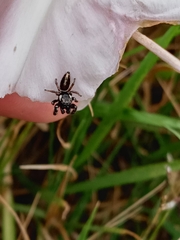 Dendryphantes mordax