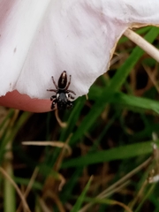 Dendryphantes mordax