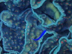 Pseudochromis fridmani