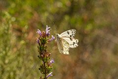 Tatochila