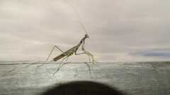 Coptopteryx gayi