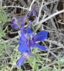 Delphinium nuttallianum