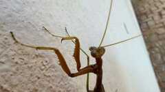 Coptopteryx gayi