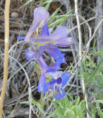 Delphinium nuttallianum