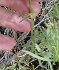 Delphinium nuttallianum