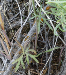 Delphinium nuttallianum