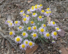 Erigeron pumilus