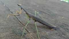 Coptopteryx gayi