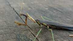 Coptopteryx gayi