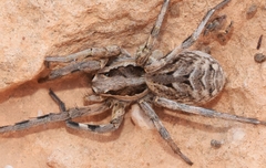 Lycosa hispanica