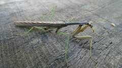 Coptopteryx gayi