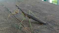 Coptopteryx gayi