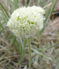 Eriogonum ovalifolium