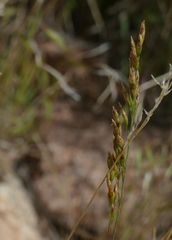 Poa compressa