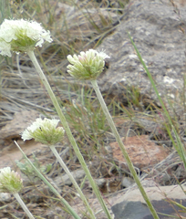 Eriogonum ovalifolium