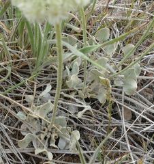 Eriogonum ovalifolium