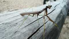 Coptopteryx gayi