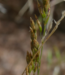 Poa compressa