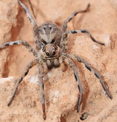 Lycosa hispanica