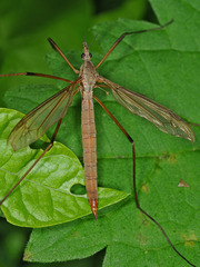 Tipula subcunctans
