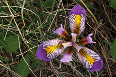 Iris unguicularis cretensis