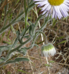 Erigeron pumilus