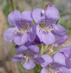 Penstemon eriantherus