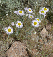 Erigeron pumilus