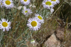 Erigeron pumilus