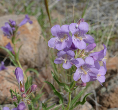 Penstemon eriantherus