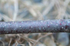 Cryptosporella betulae