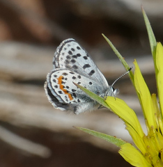 Euphilotes battoides
