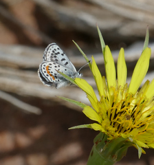 Euphilotes battoides