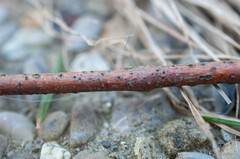 Dothideomycetes