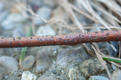 Dothideomycetes