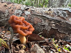 Gyromitra antarctica