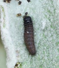 Muschampia