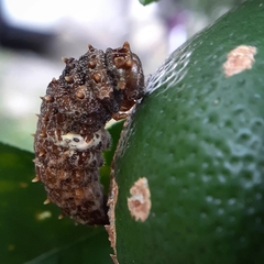 Heraclides anchisiades