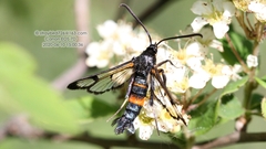 Synanthedon