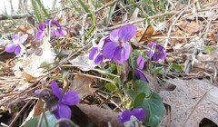 Viola odorata